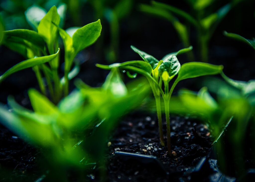 soil